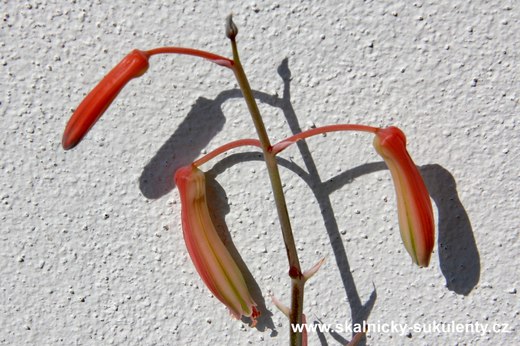 Aloe aristata - květenství