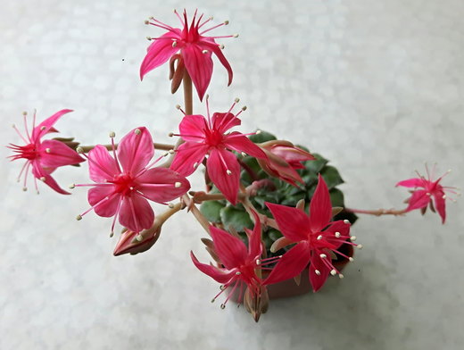 Kvetoucí Graptopetalum bellum