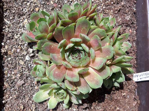 Netřesk - Sempervivum hybridum Aloysia