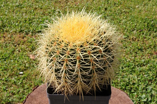 Kaktus Echinocactus grusonii