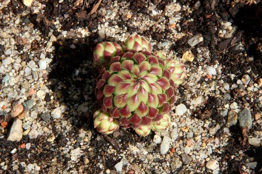 Netřeskovec - Jovibarba globifera subsp. allionii