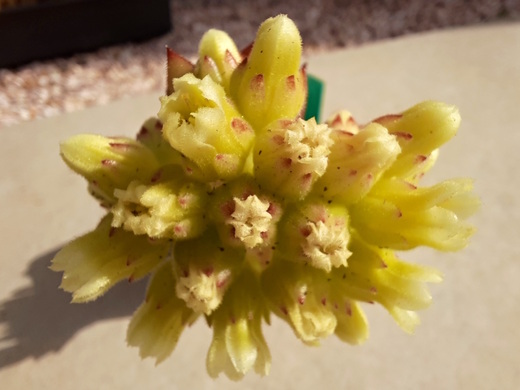 Květy jovibarba heuffelii gelatino 7/2021