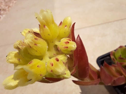 Květ jovibarba heuffelii gelatino 7/2021