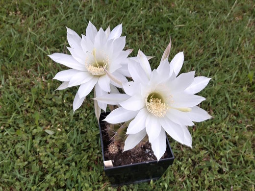 Echinopsis - bílý - květuschopný