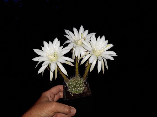 Noční květ kaktusu echinopsis