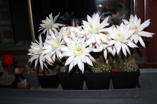 Kaktus - Echinopsis