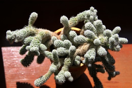 Mammillaria gracilis