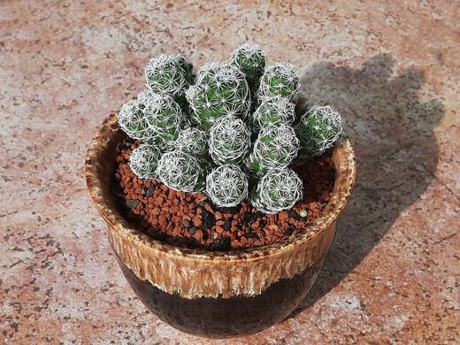 Kaktus - Mammillaria gracilis