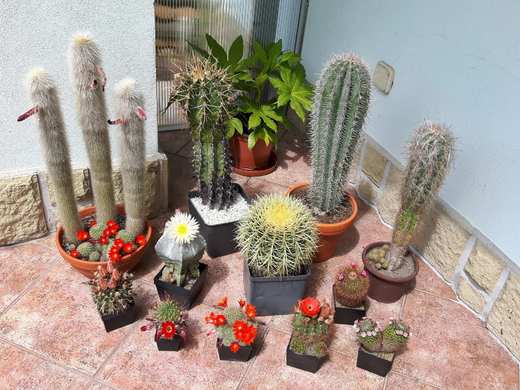 Kaktusy na letním stanovišti
