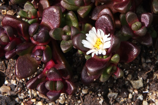 Květ Delosperma alpina