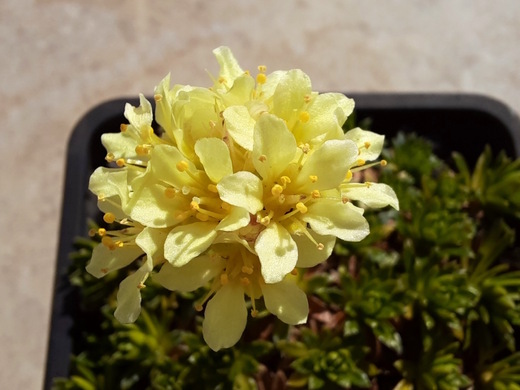 Květ lomikamenu - Saxifraga x apiculata Gregor Mendel 4/2022