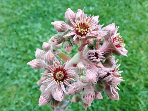 Květ netřesku Sempervivum fiolet