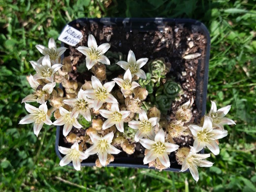 Kvetoucí cimbálek - Rosularia aizoon - 18/6/2019