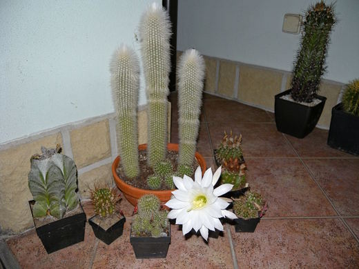Kvetoucí kaktus echinopsis ve sbírce