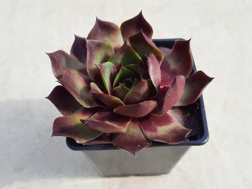 Netřesk Sempervivum Anak Krakatau