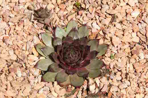 Netřesk - Sempervivum brownii