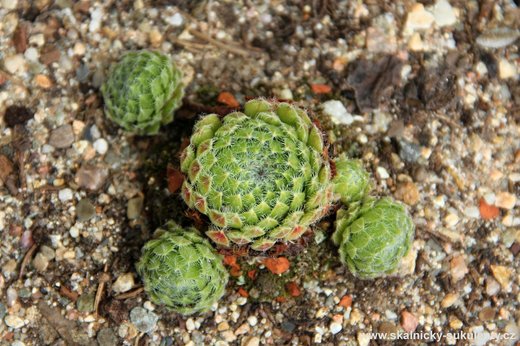 Netřesk - Sempervivum smrzianum