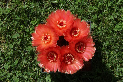 Kaktus - květuschopný