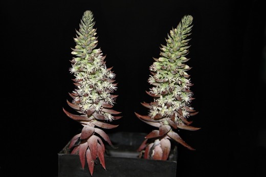 Orostachys fimbriata - květenství