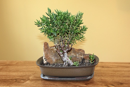 Pokojová bonsai Crassula tetragona