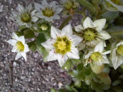 Rosularia sedoides - květ 8/2021