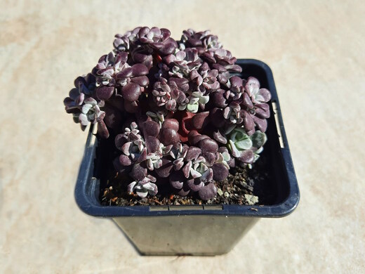 Rozchodník -  Sedum spathulifolium Cape Blanco