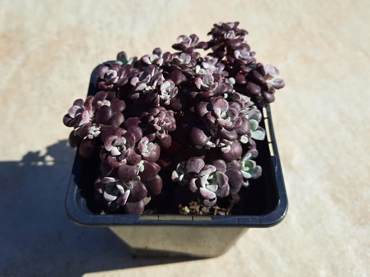 Rozchodník - Sedum spathulifolium Cape Blanco 4/2022