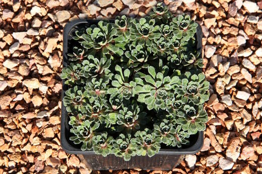 Lomikámen - Saxifraga paniculata Whitehill