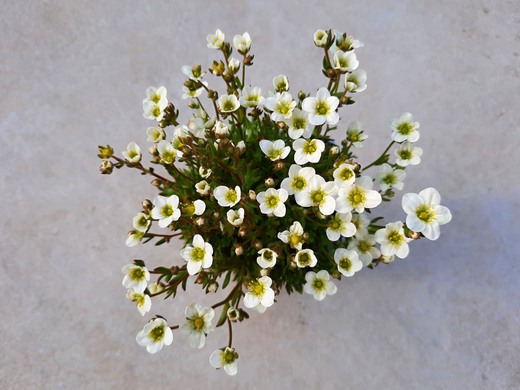 SAXIFRAGA X ARENDSII 'ALPINO WHITE' - květy 4/2022