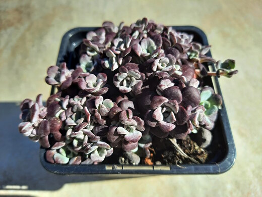 Sedum spathulifolium Cape Blanco 4/2022