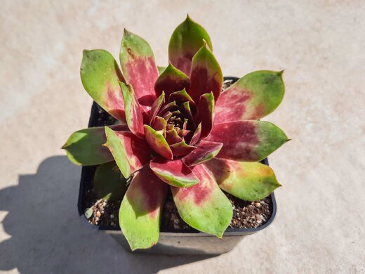 Sempervivum Fame