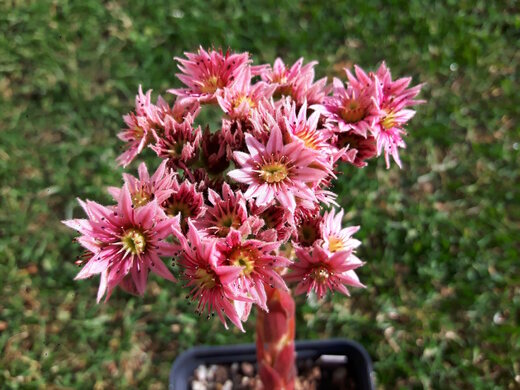 Sempervivum - květ