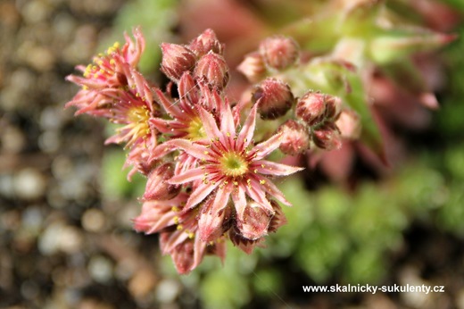 Sempervivum rubin - květ
