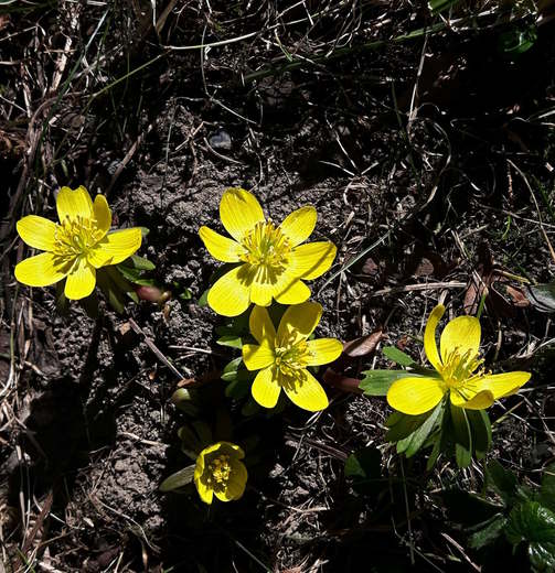 Talovín - první květy jara se objevují již v únoru
