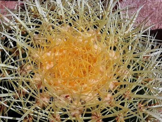 Trny Echinocactusu grusonii