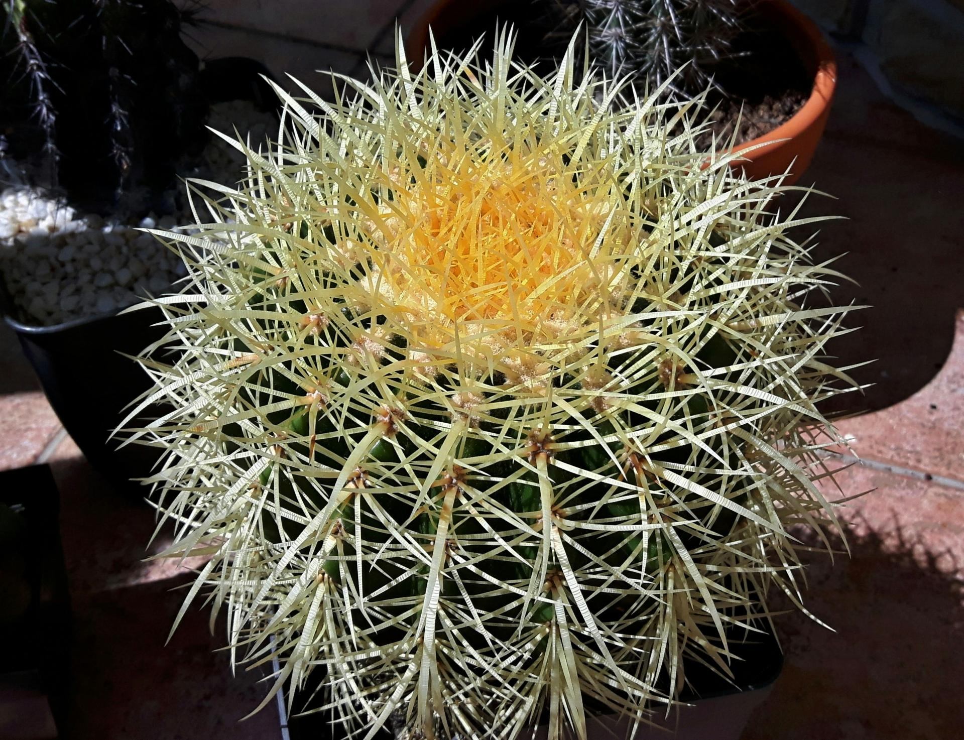 Kaktus - Echinocactus grusonii
