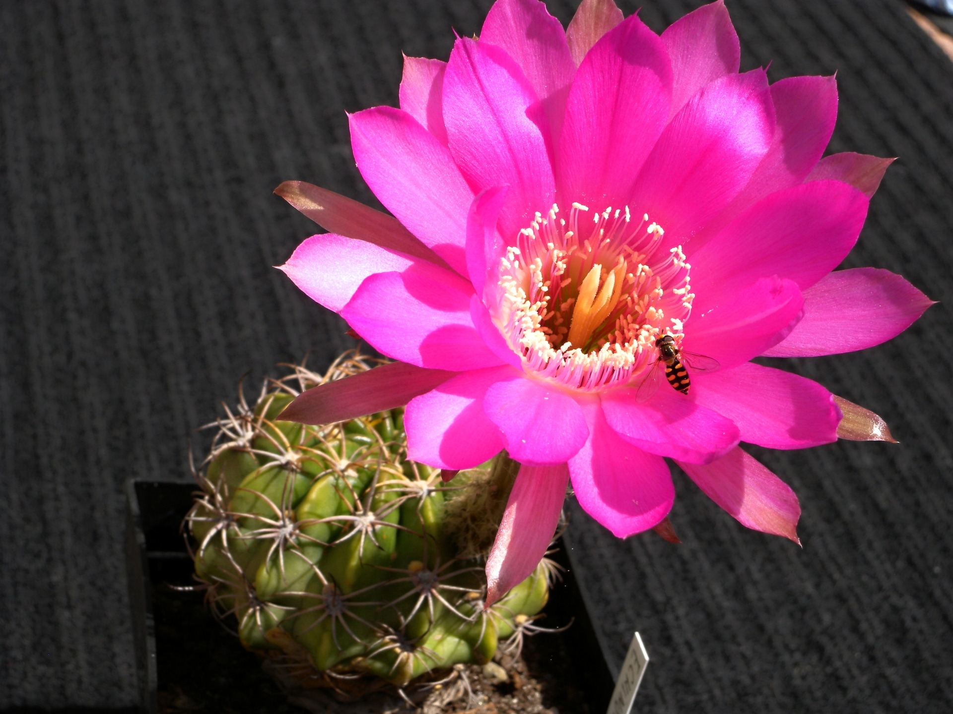 Kaktus Echinopsis