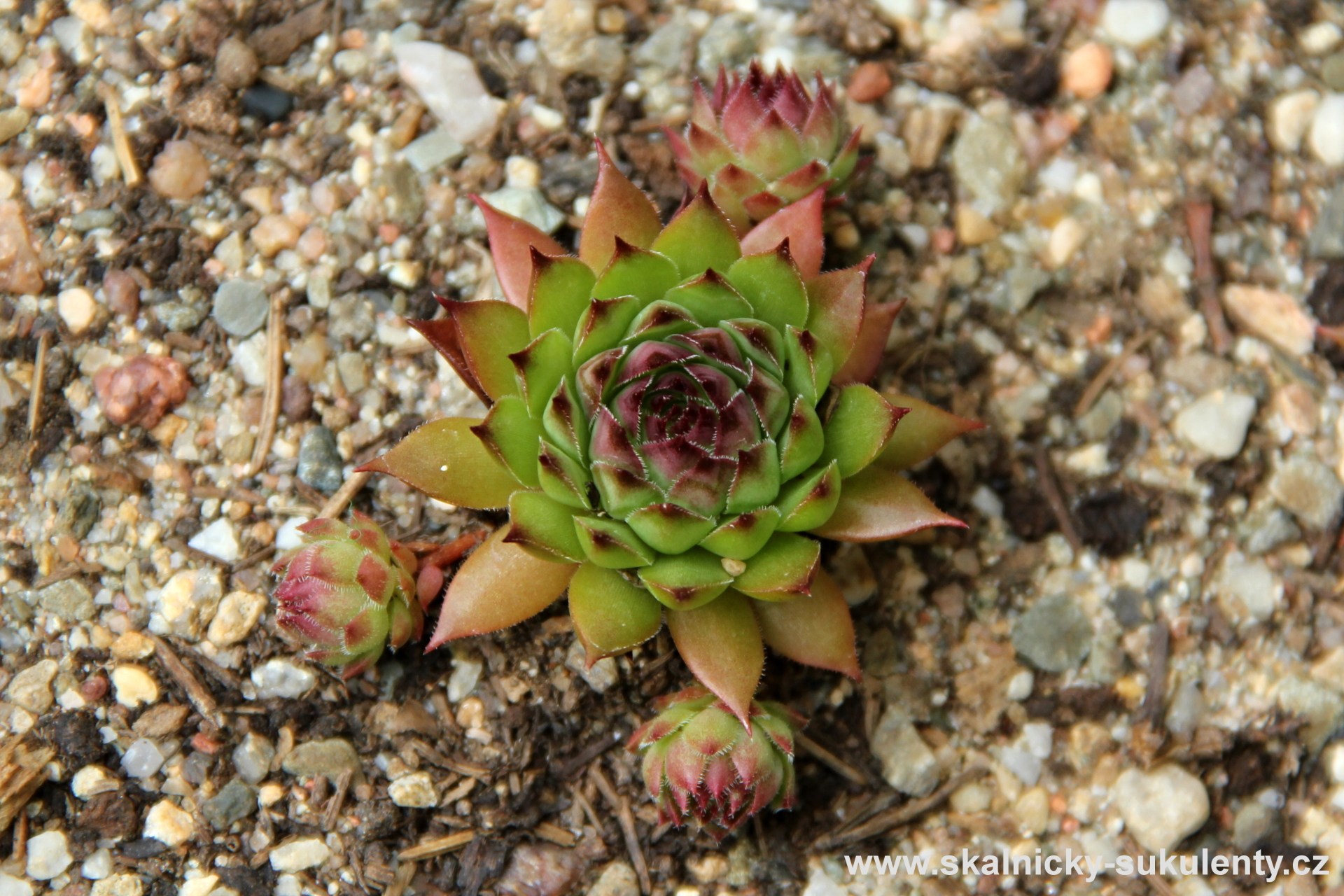 Netřesk - Sempervivum Bronco